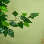 2_0_1728634088_5054