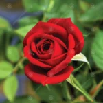 2_6_1695199062_6932