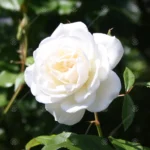 7_3_1695198989_5753