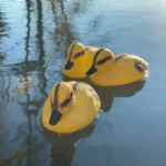 9_6_1688382646_12_8525